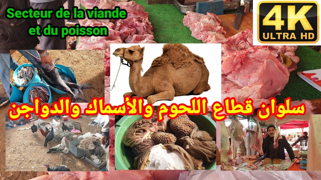 Selouane, Secteur de la viande et du poisson سلوان| قطاع اللحوم والأسماط وحتى لحم الإبل (الجمل) 🐪🐪🐫🐫