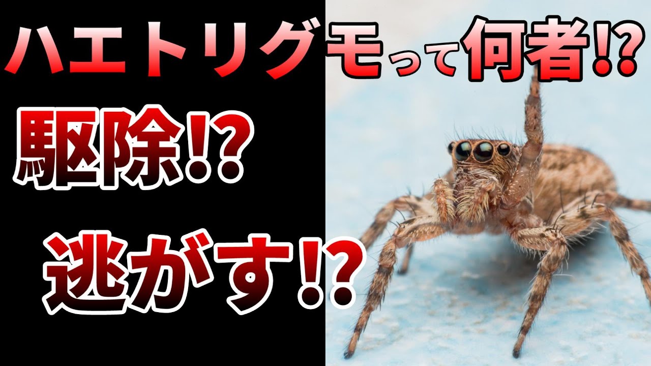 【ゆっくり】隠れ益虫！小さくてもヤバイ！ハエトリグモの生態とは⁉