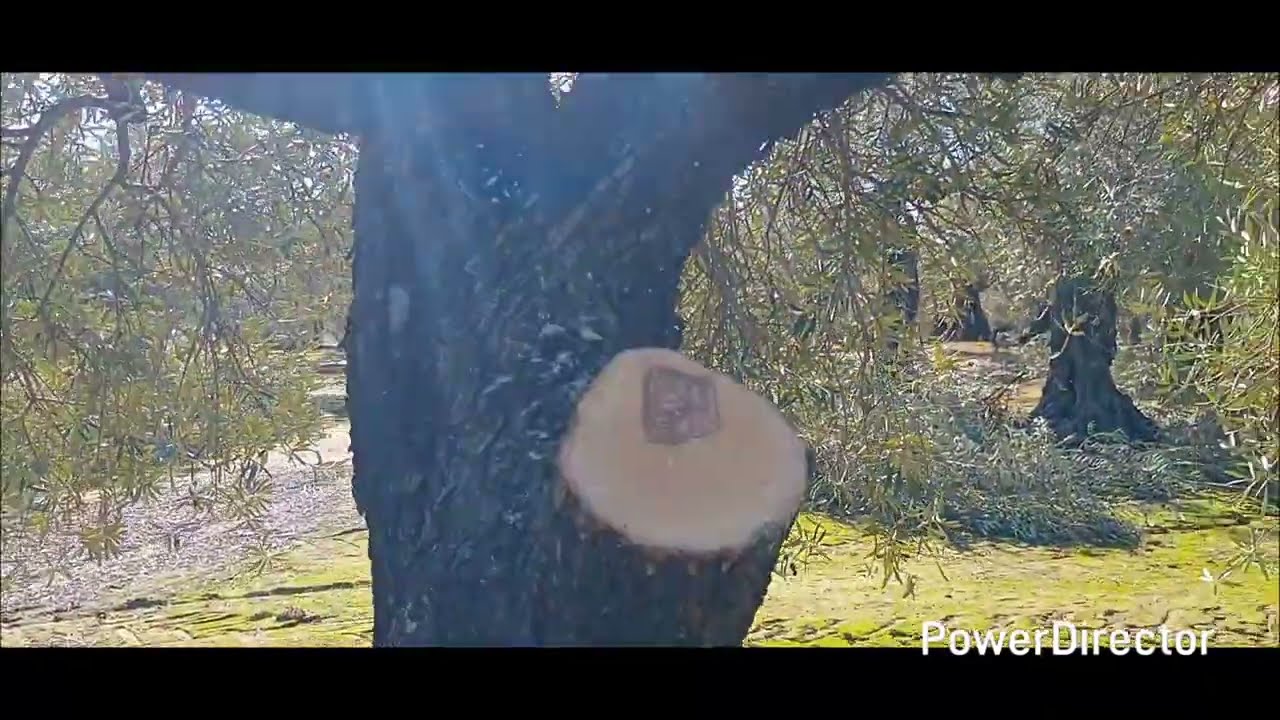 Revajamos el volumen de los olivos en un 25 o 35 por ciento. 