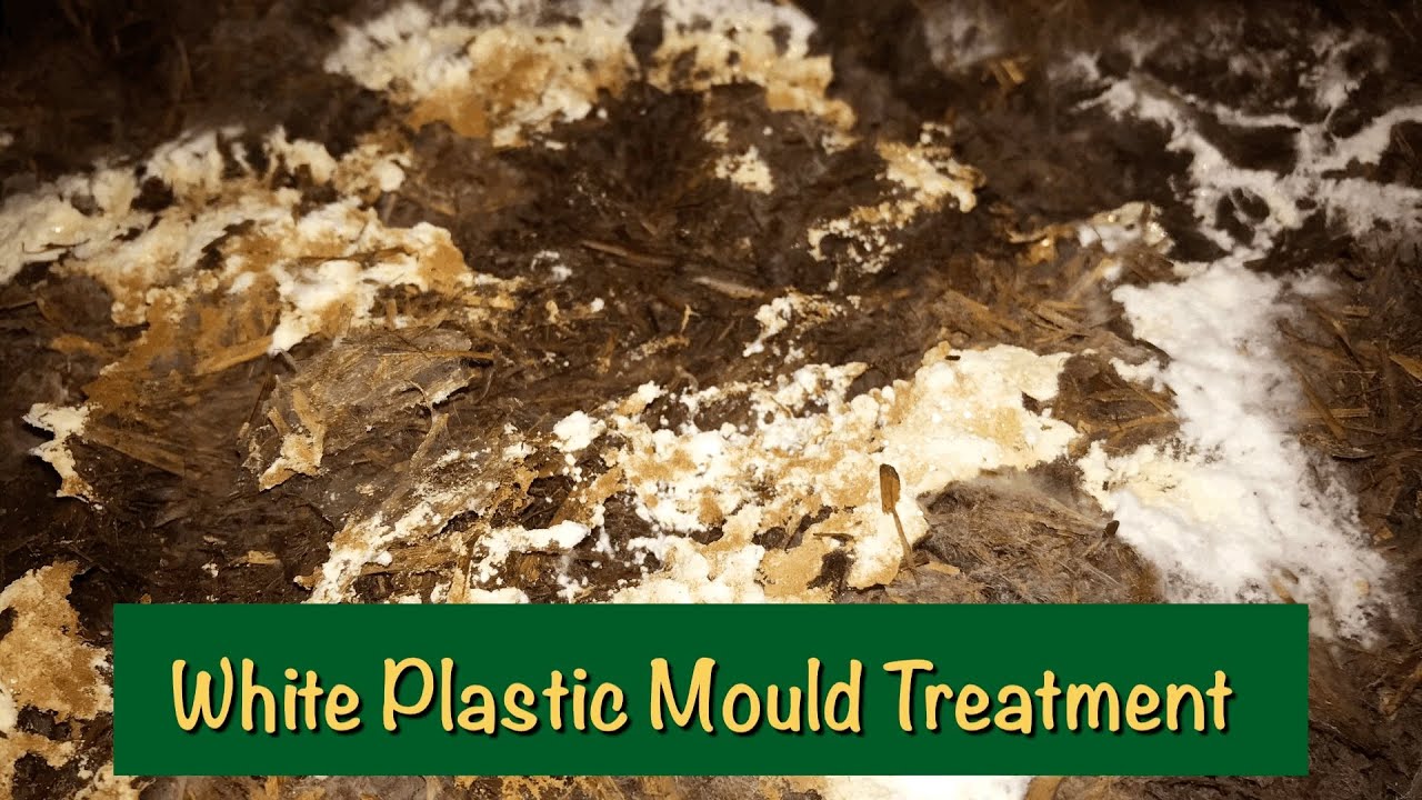 White Plastic Mould | Treatment | Button Mushroom