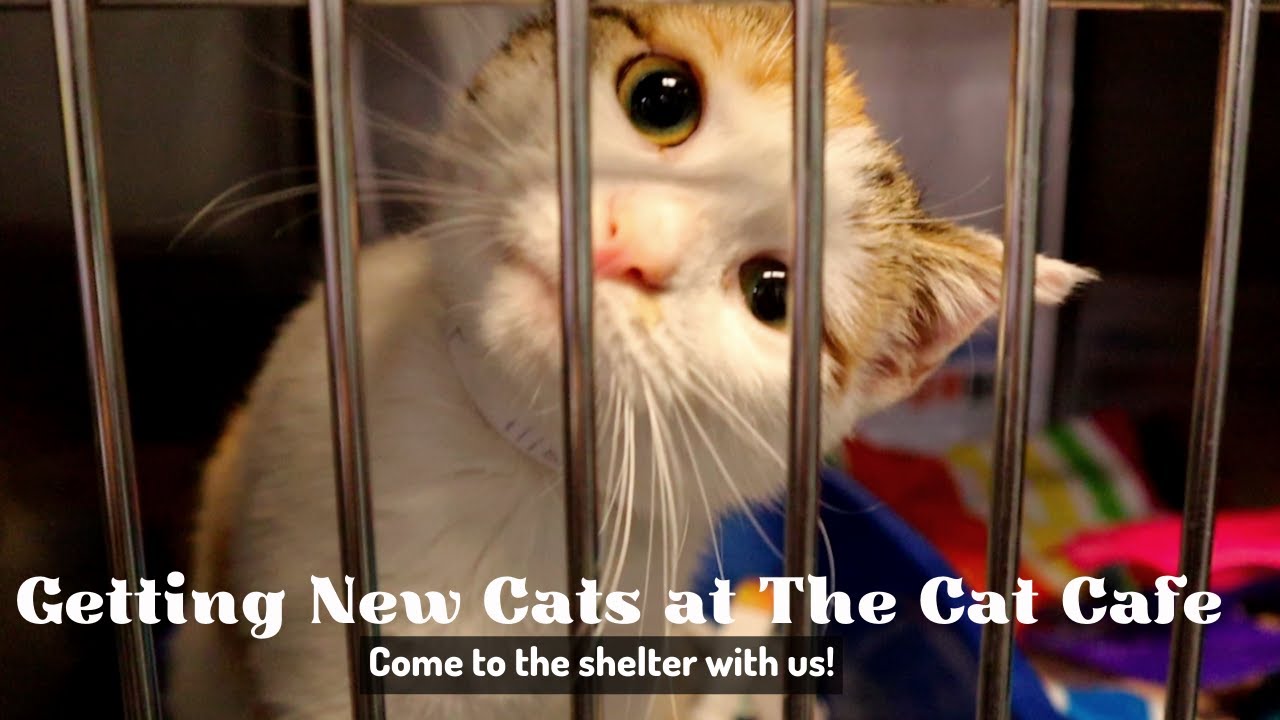 GETTING NEW CATS AT THE CAT CAFE: SHELTER EDITION! 😺 Come To The Shelter As We Rescue 10 Cats!