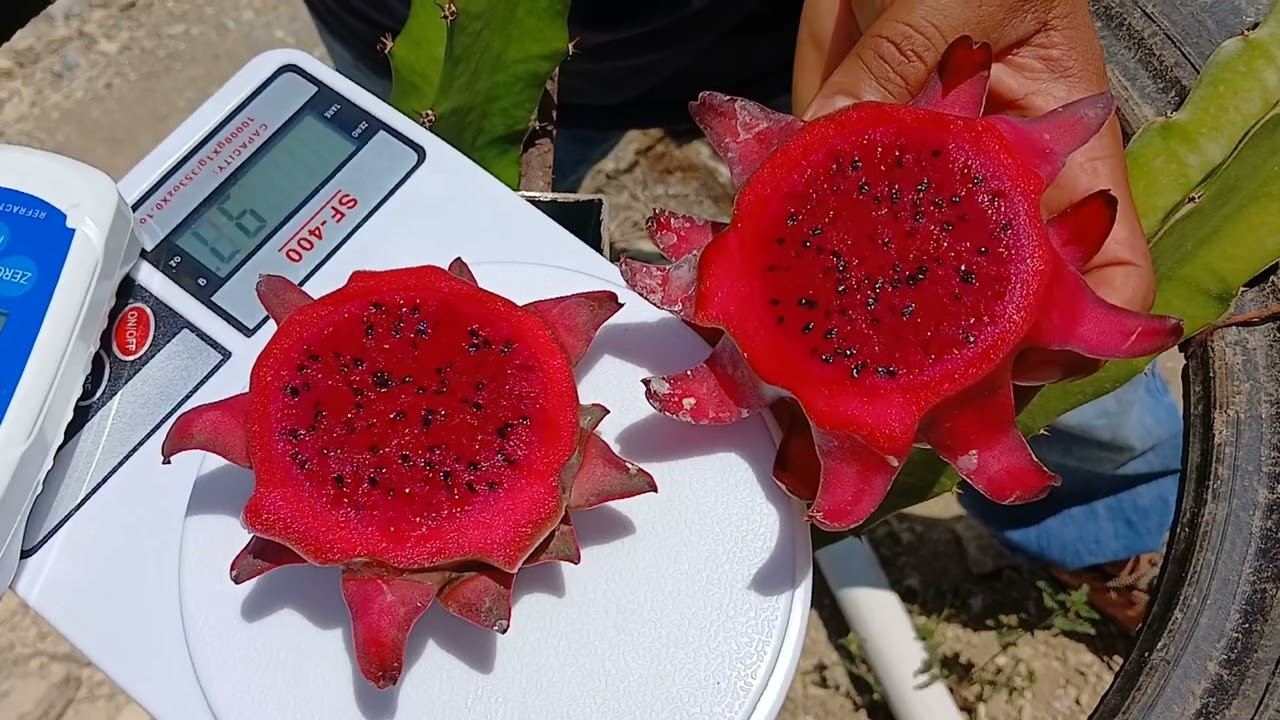 pitahaya variedad cebra, cosecha gustacion y grados brix