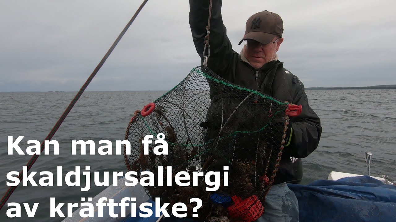 Kan man få skaldjursallergi av kräftfiske? - Kräftfiske 2020 Del 2