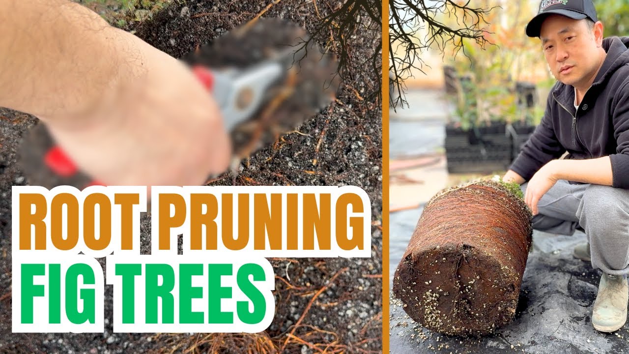 Root pruning a fig tree in a container. Warning: Graphic pruning footage.