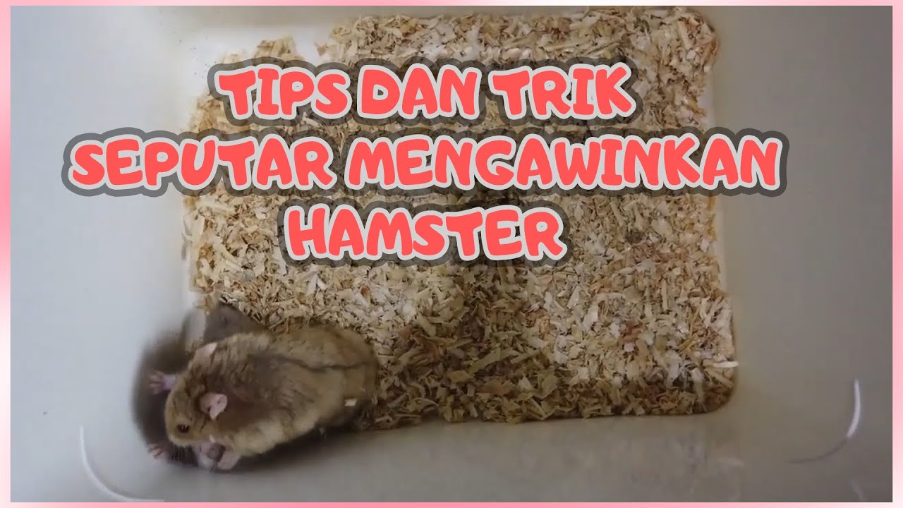 Menjawab Pertanyaan Seputar Mengawinkan Hamster