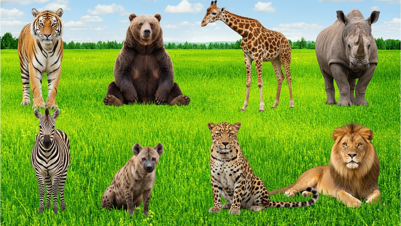 🎧 2️⃣ Đoán Xem Ai Đang Hát Nào? 🐱🐸🐴 | Trò Chơi Âm Thanh Cho Bé Học Vui 📚✨