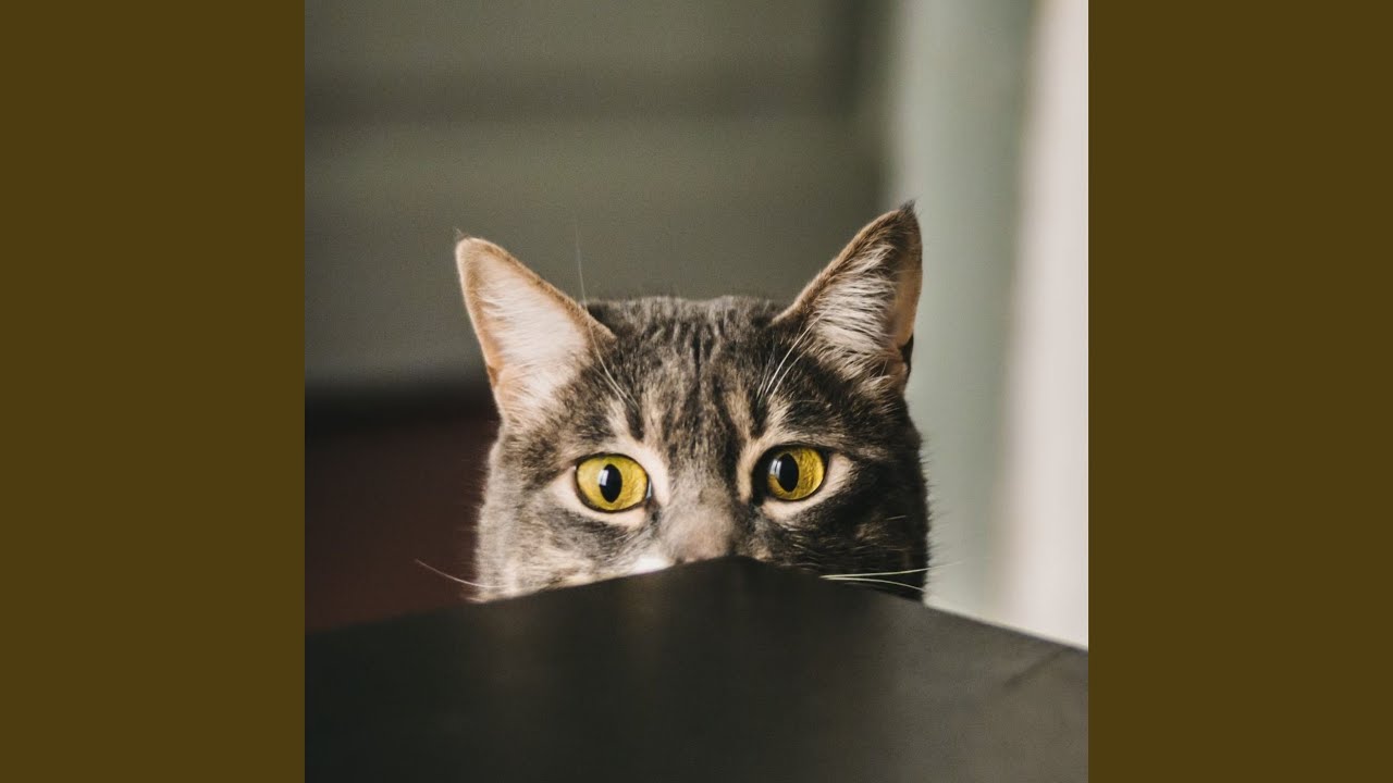Purrfect Piano Harmony