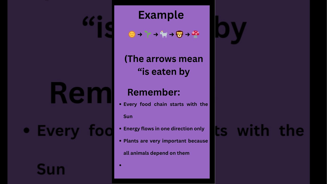 What Is a Food Chain? 🌱 | Science for Kids | Definition and Examples  