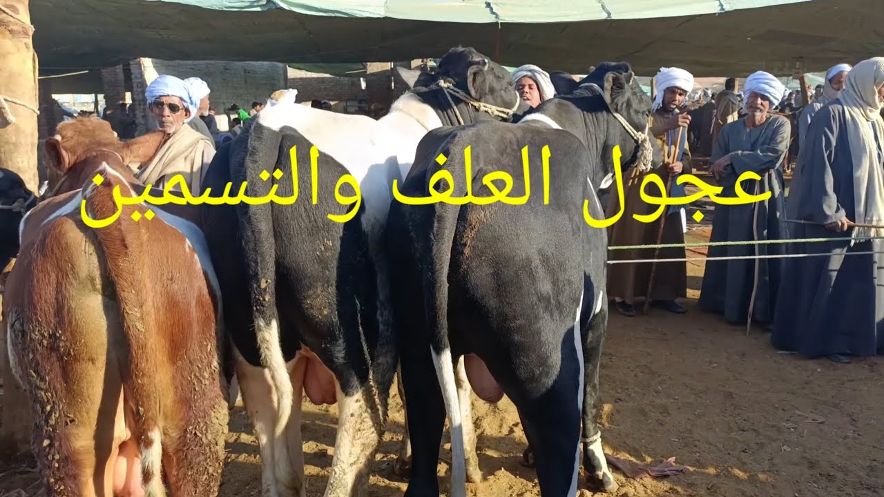 اسعار عجول العلف والتسمين والقنيه سوق الثلاثاء 26/11/2024