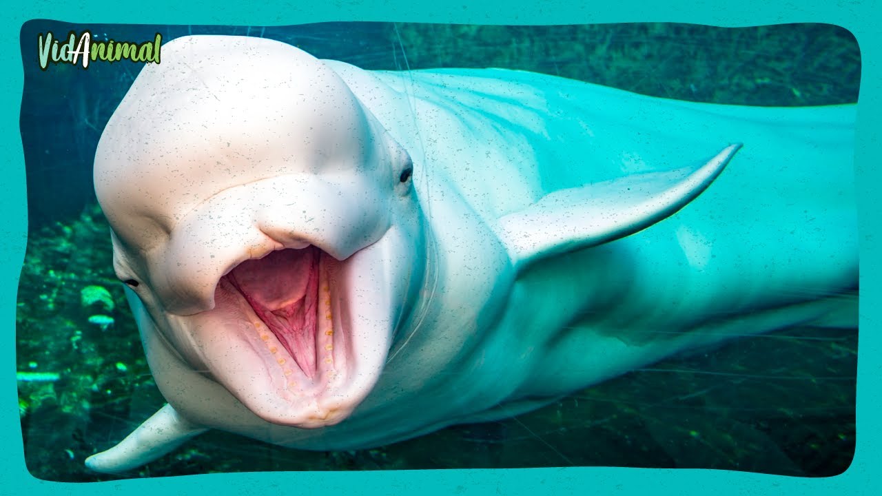 LA BALLENA BELUGA: El canario del mar.