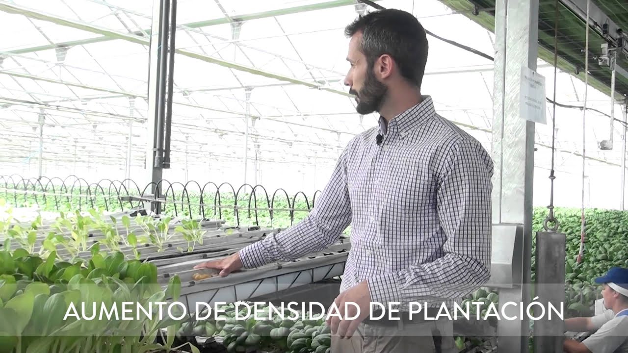 1.1. Invernaderos Hidropónicos Automatizados