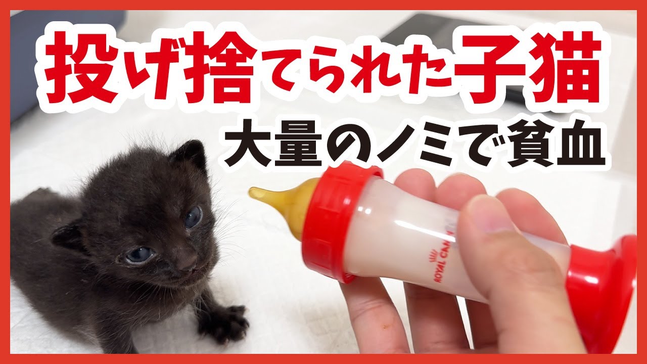 【緊急保護】“投げ捨てられた”子猫‥、大量のノミをやっつけろ！