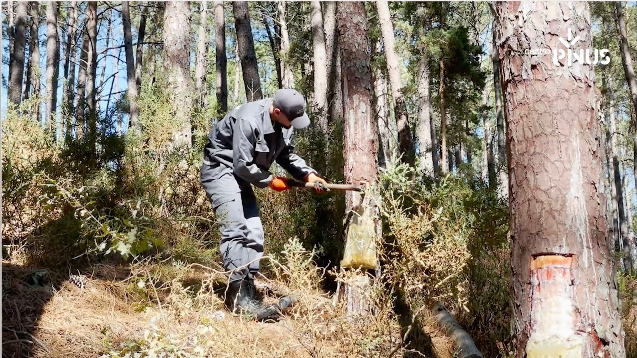 PINUS TV | Saída de campo 