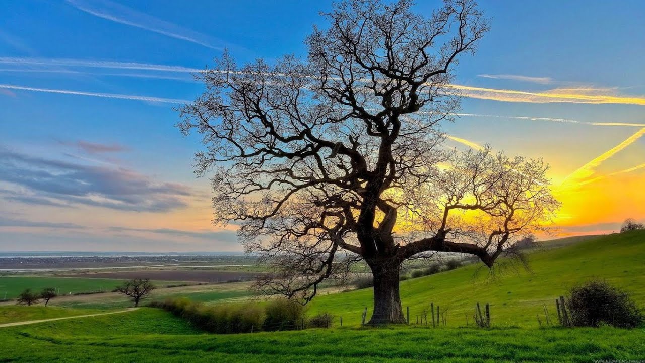 LES ARBRES AUX 4 SAISONS 2