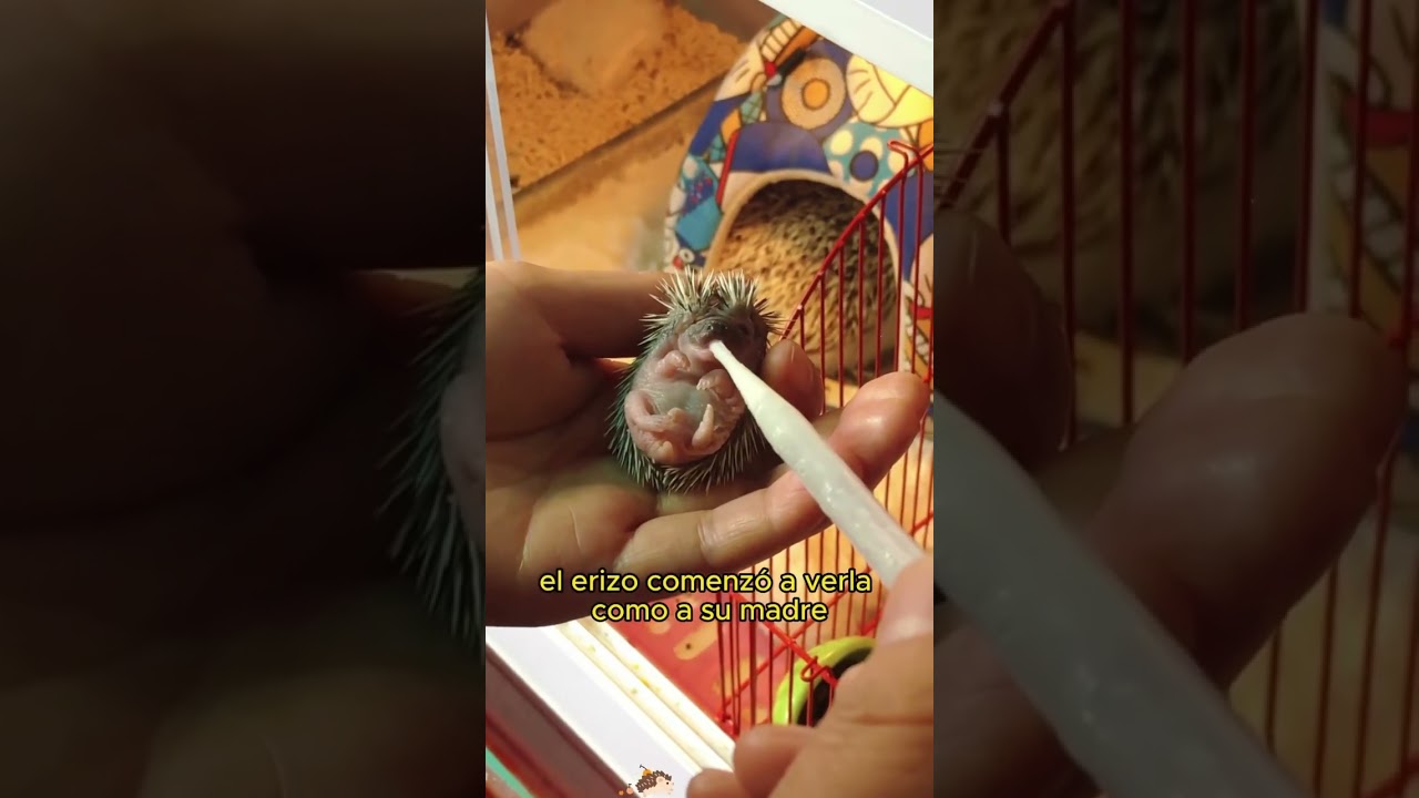 The bond between the little hedgehog and humans#animals #Friendship #Us