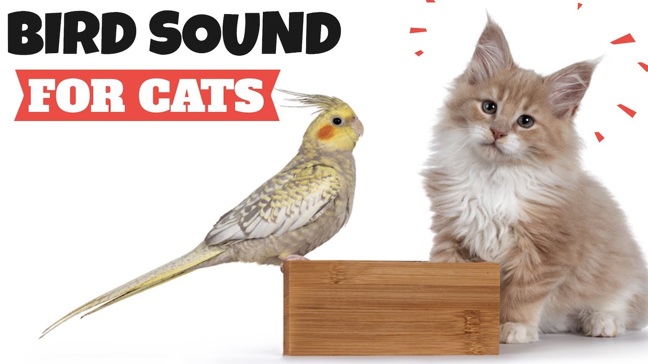 Bird Sound For Cats