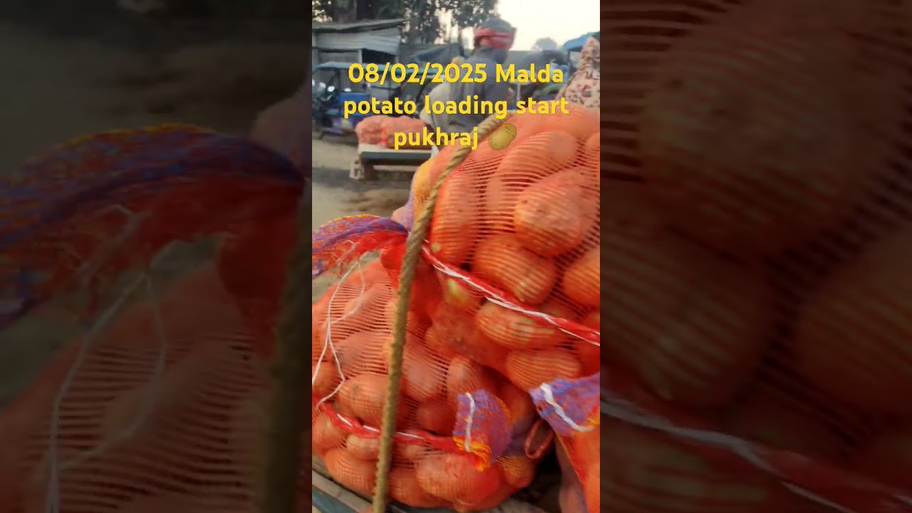 West Bangal Malda potato market ||Bangal aalu ka bajar #potato#potatomarket#indiapotatonews