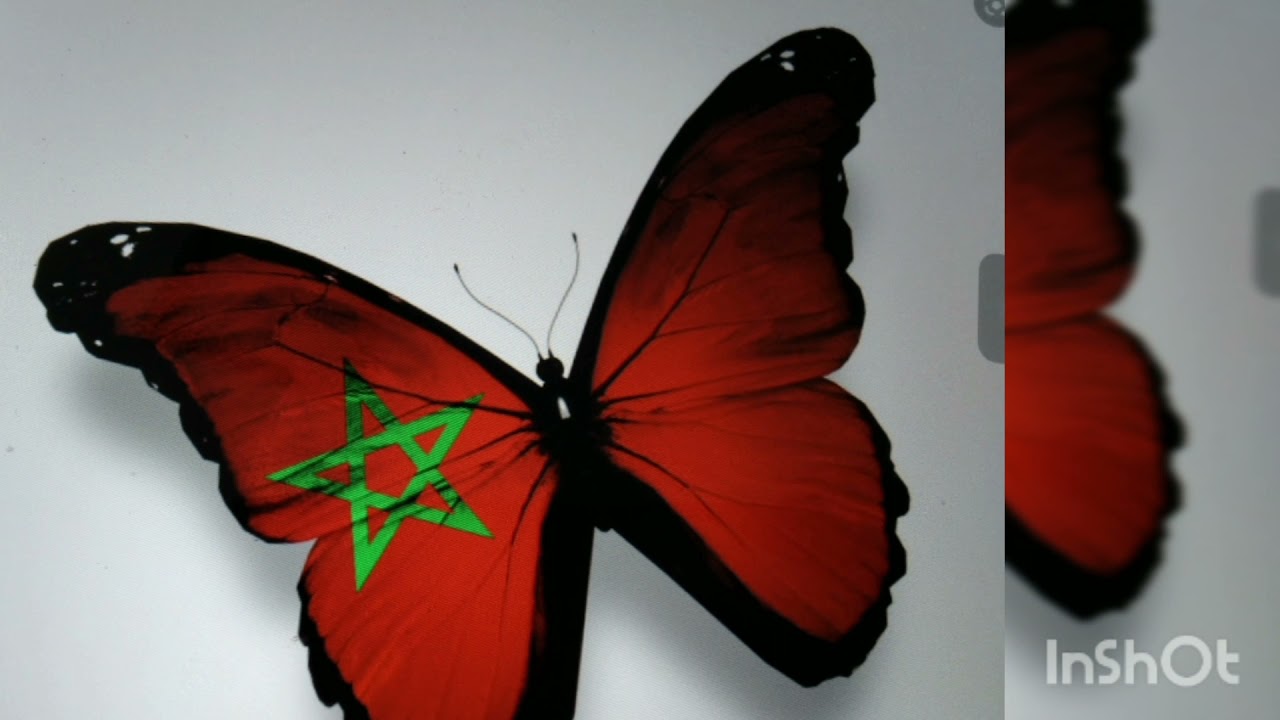 activités de la marche verte marocaine