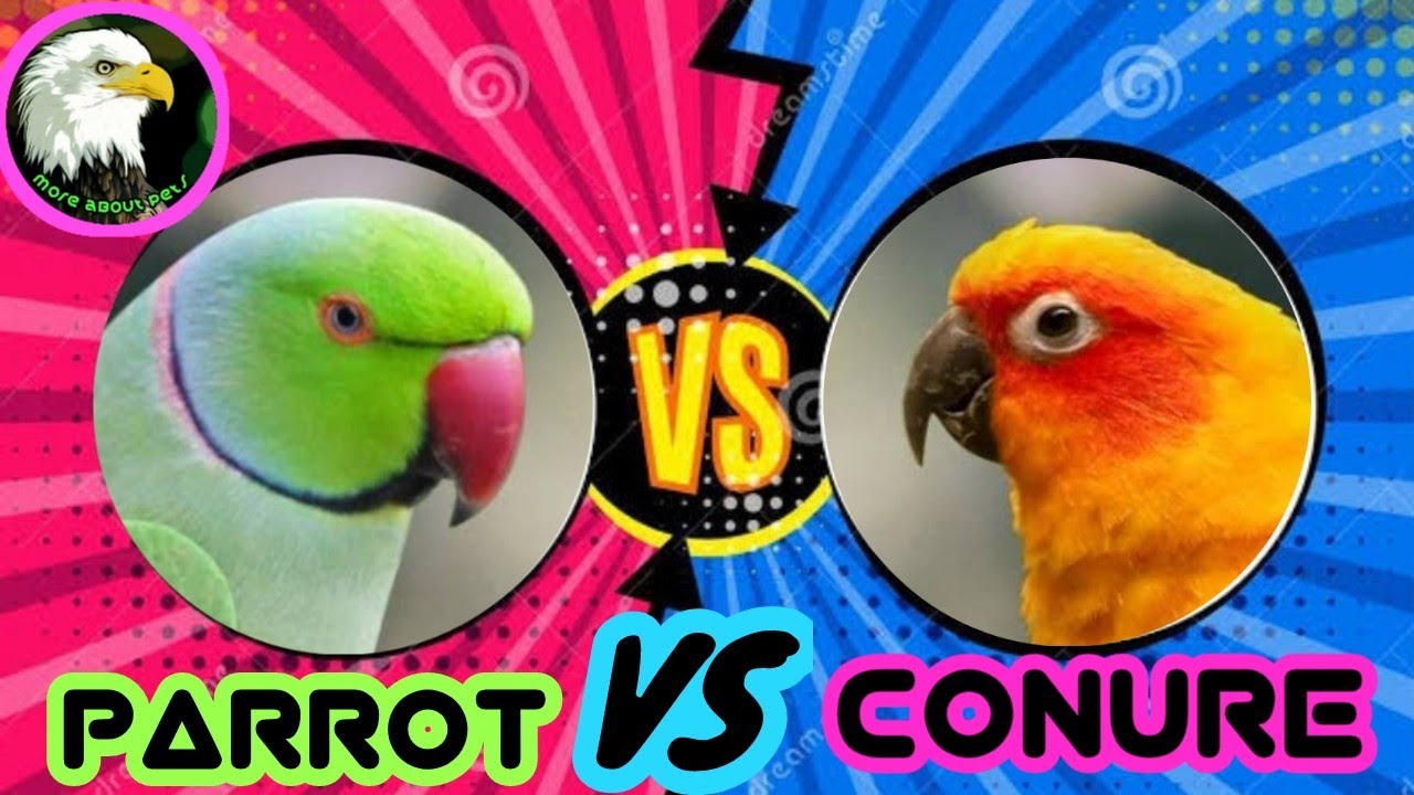 Indian ringneck parrot vs conure bird (which is best) | tamil | more about pets | MAP |