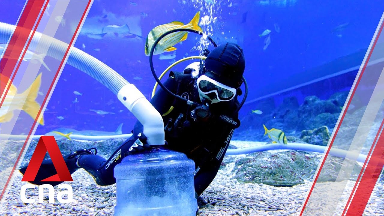 Behind the scenes: S.E.A. Aquarium during Singapore's circuit breaker