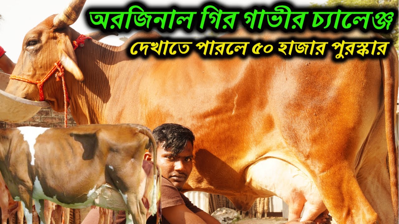 বাংলাদেশ চ্যালেঞ্জ ! এই গরু দেখাতে পারলে ৫০ হাজার টাকা পুরস্কার দিবো ।টিভিতে দেখা গাভীর সেরা কালেকশন