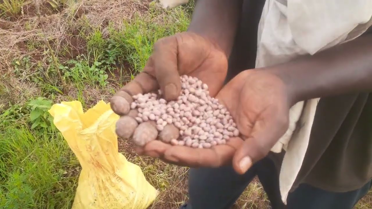 Ushaka kugaragaza ibyo yagezeho mubuhinzi no kubindi,ngiyi inzira yabinyuzamo.Eng.Ally,Tél0788549685