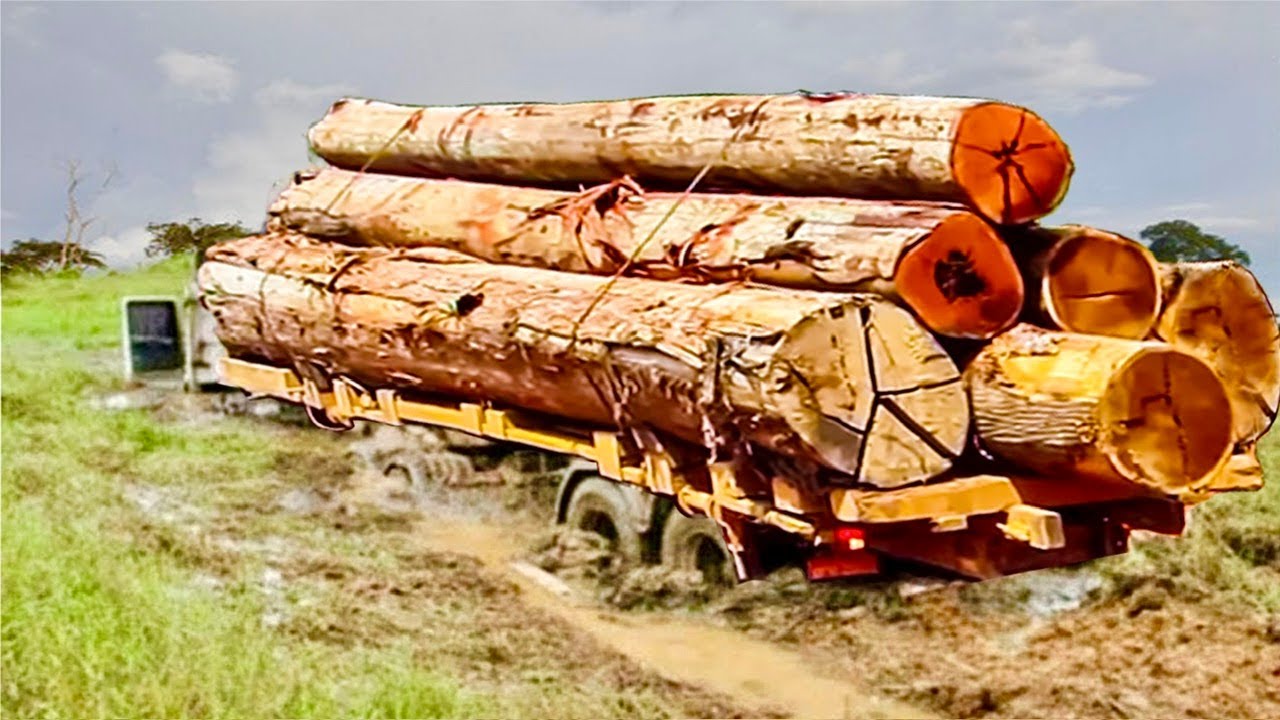 Dangerous Fastest Chainsaw Tree Felling, Biggest Logging Wood Truck & Huge Wood Chainsaw Cutting