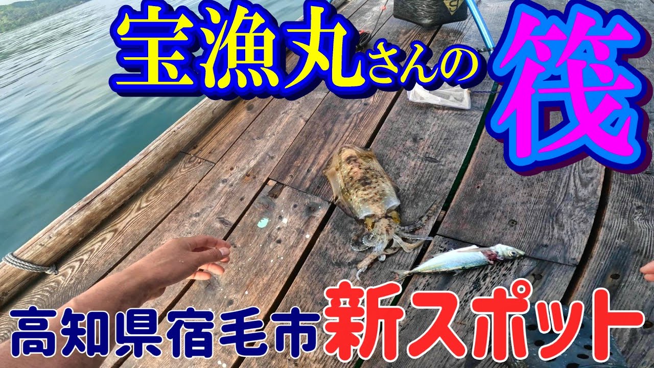 【新スポット】宿毛市にオープンした宝漁丸さんの筏でアオリイカを狙う！【ヤエン釣り】