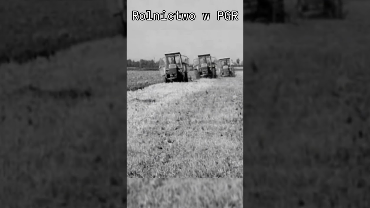 Rolnictwo W PGR #pgr #rolnictwo #stareczasy #prl  #oporowo#agriculture #rolnicy #ursus #krowy
