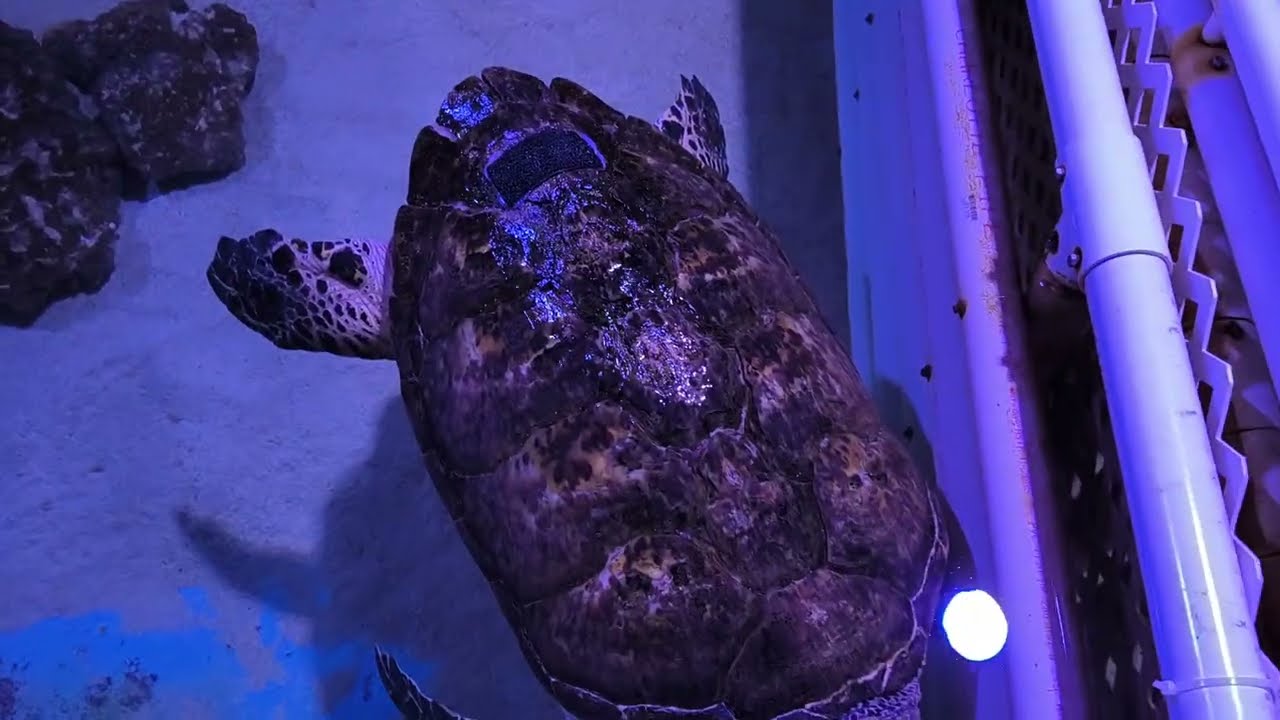 Creatures of Key West Aquarium 