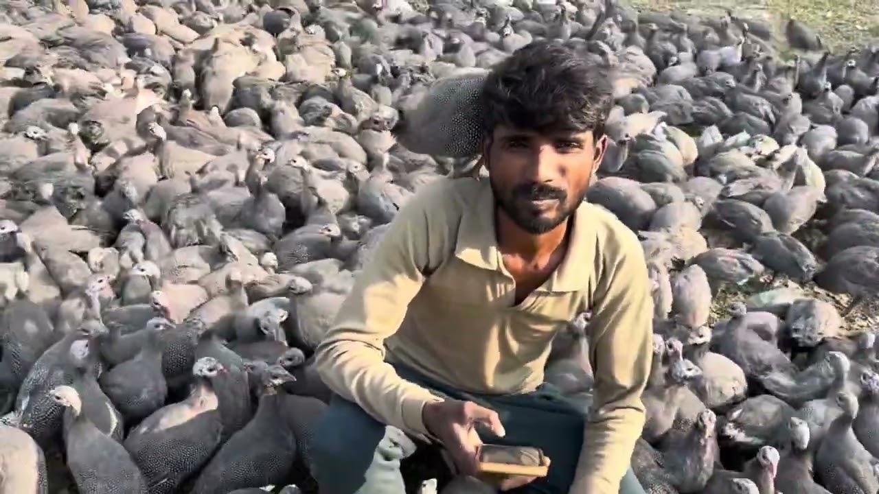 Guinea fowl farming is possible in Jammu Kashmir plz comment