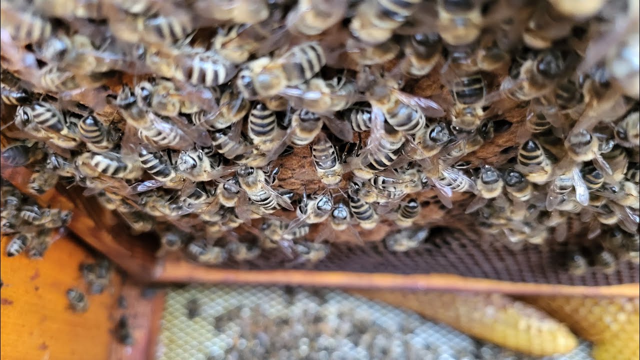 Matki już czerwią😉 Ciężki tydzień😱#bee