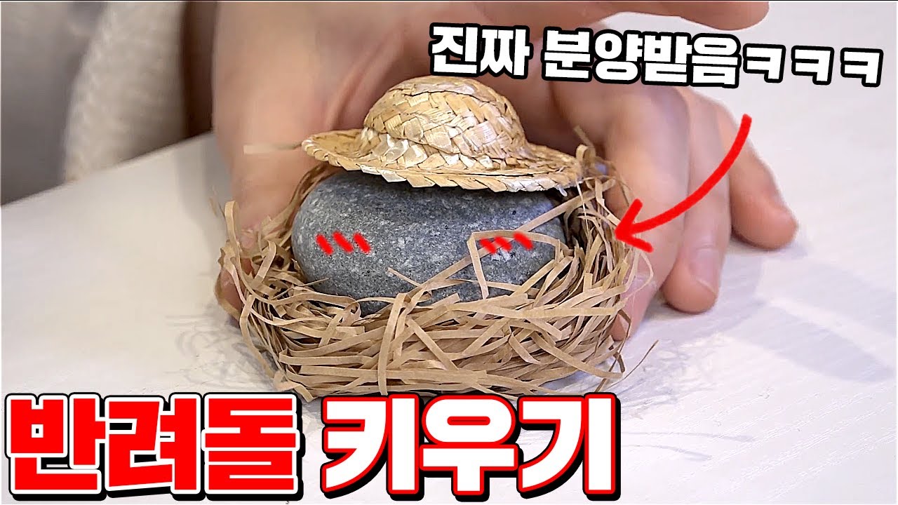 실제 편의점에서 파는 반려 돌멩이 키워보기 ㅋㅋㅋ 특이한 키우기!! [ 꾹TV ]
