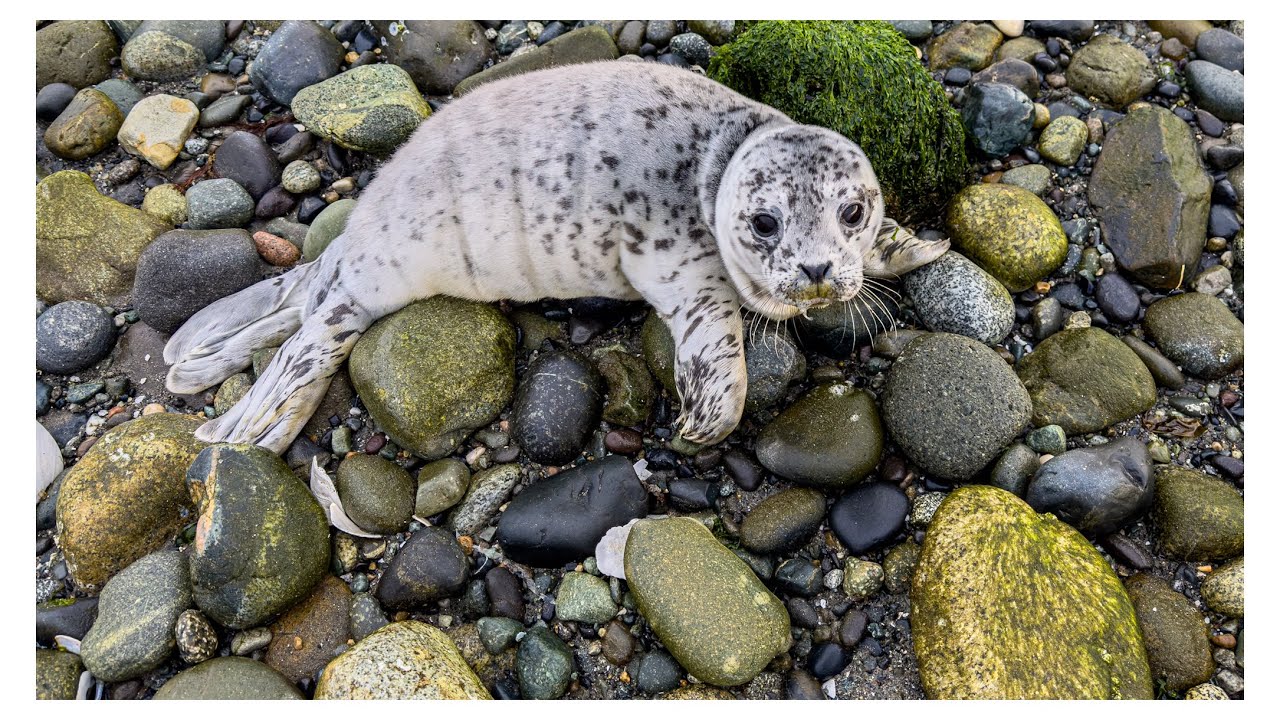 A Virtual Tour of Fort Flagler State Park in Washington State.