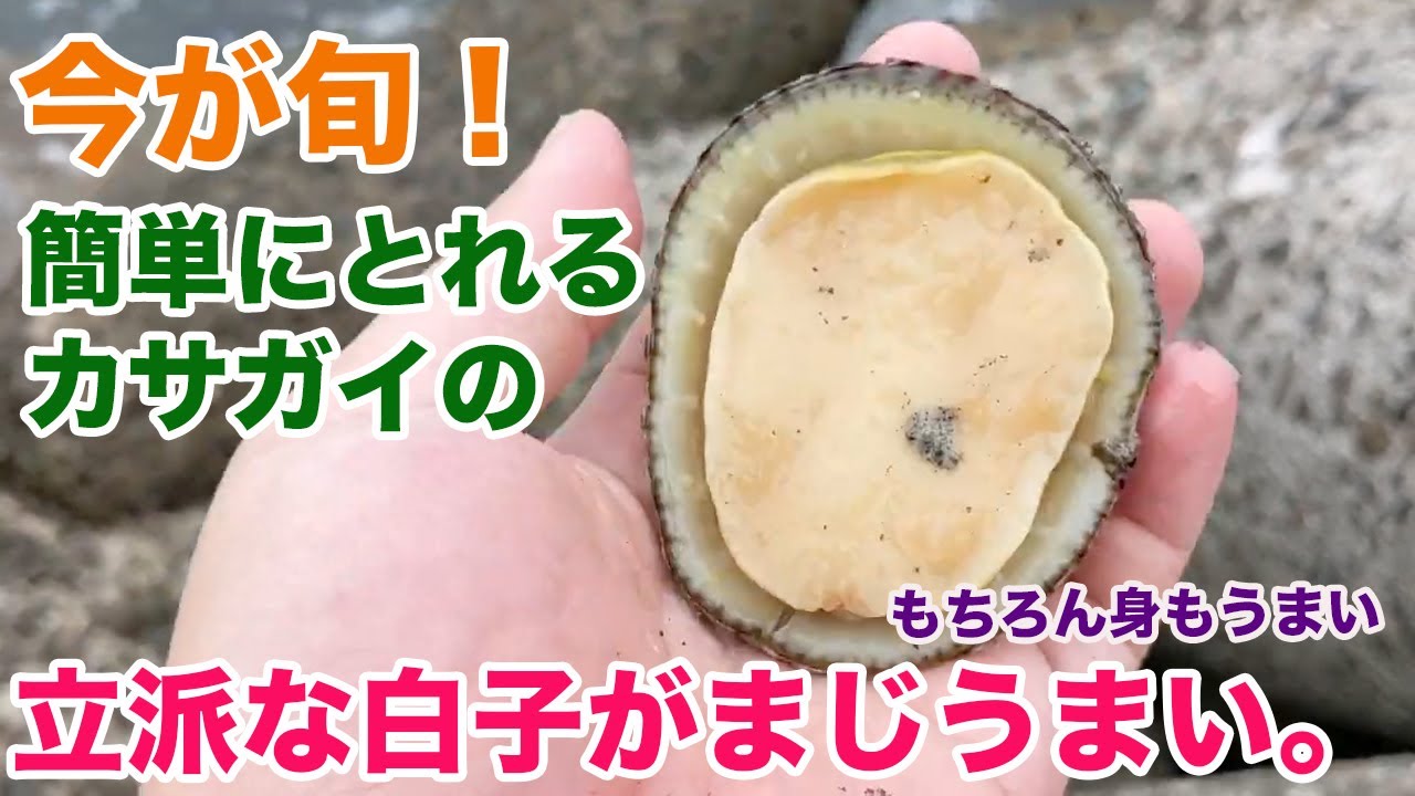 今が旬！簡単にとれる貝の立派な白子がまじうまい。身もうまい。