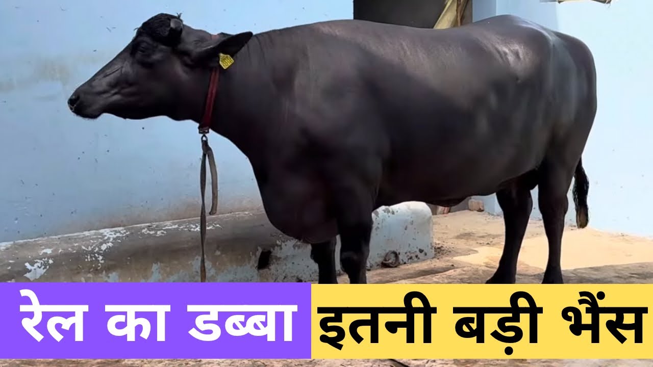 कमाल की भैंस - इसलिए कहा जाता है हरियाणा को मुर्राह की खान - Extraordinary Buffalo - Chautala Jui