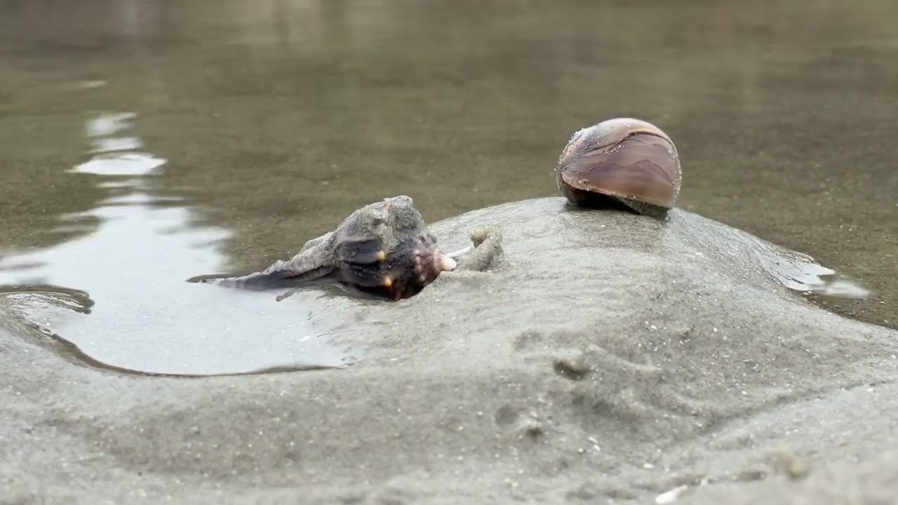 Whelk and moon snail on the move.
