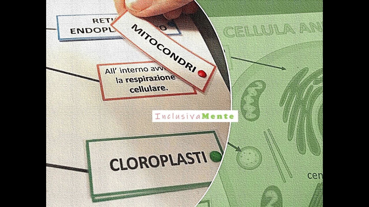 La cellula