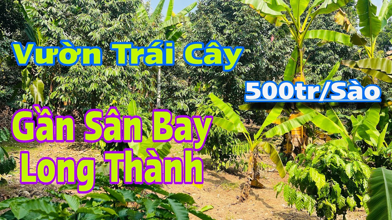 🍀 Bán Vườn Trái Cây Gần Sân Bay Quốc Tế Long Thành, View Suối Nước Chảy Quanh Năm 