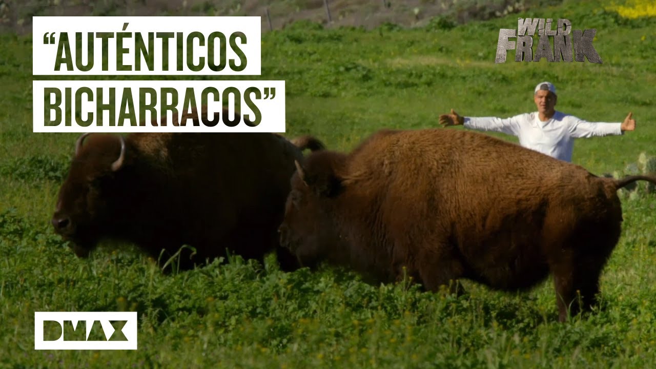 Bisontes americanos en libertad en una isla de California | Wild Frank
