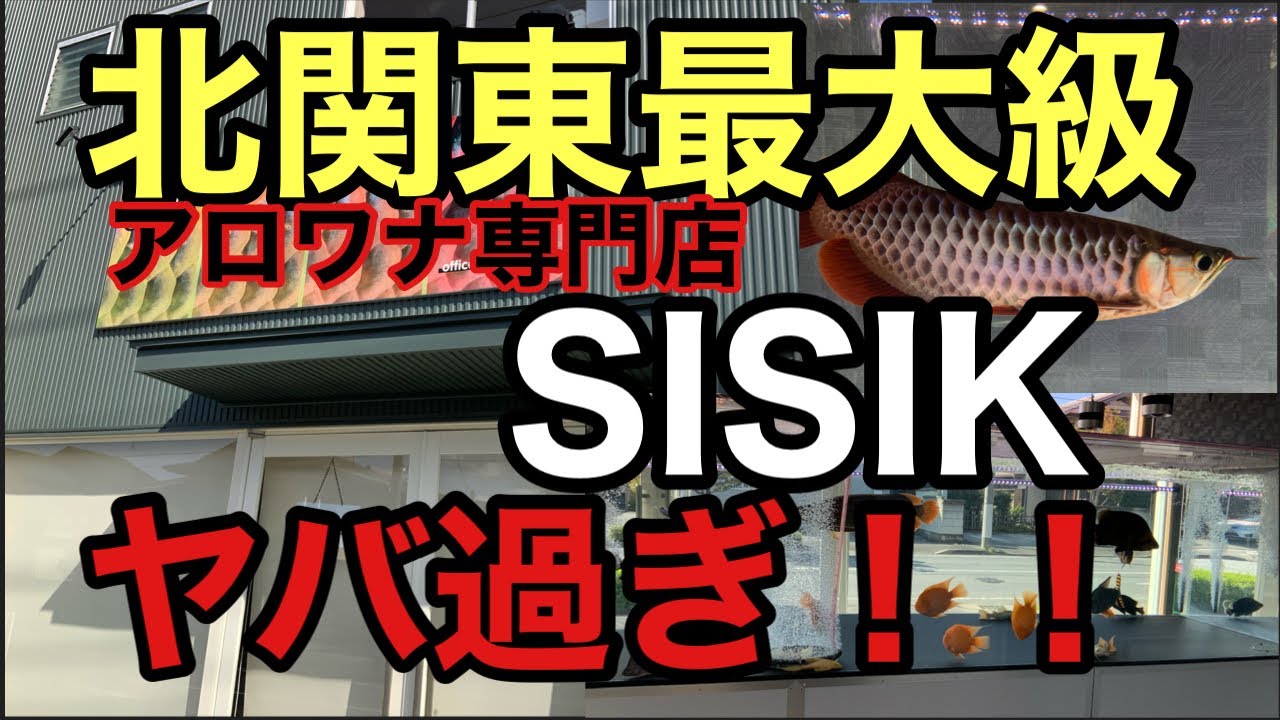 北関東最大級アロワナ専門店 SISIKヤバ過ぎ‼️