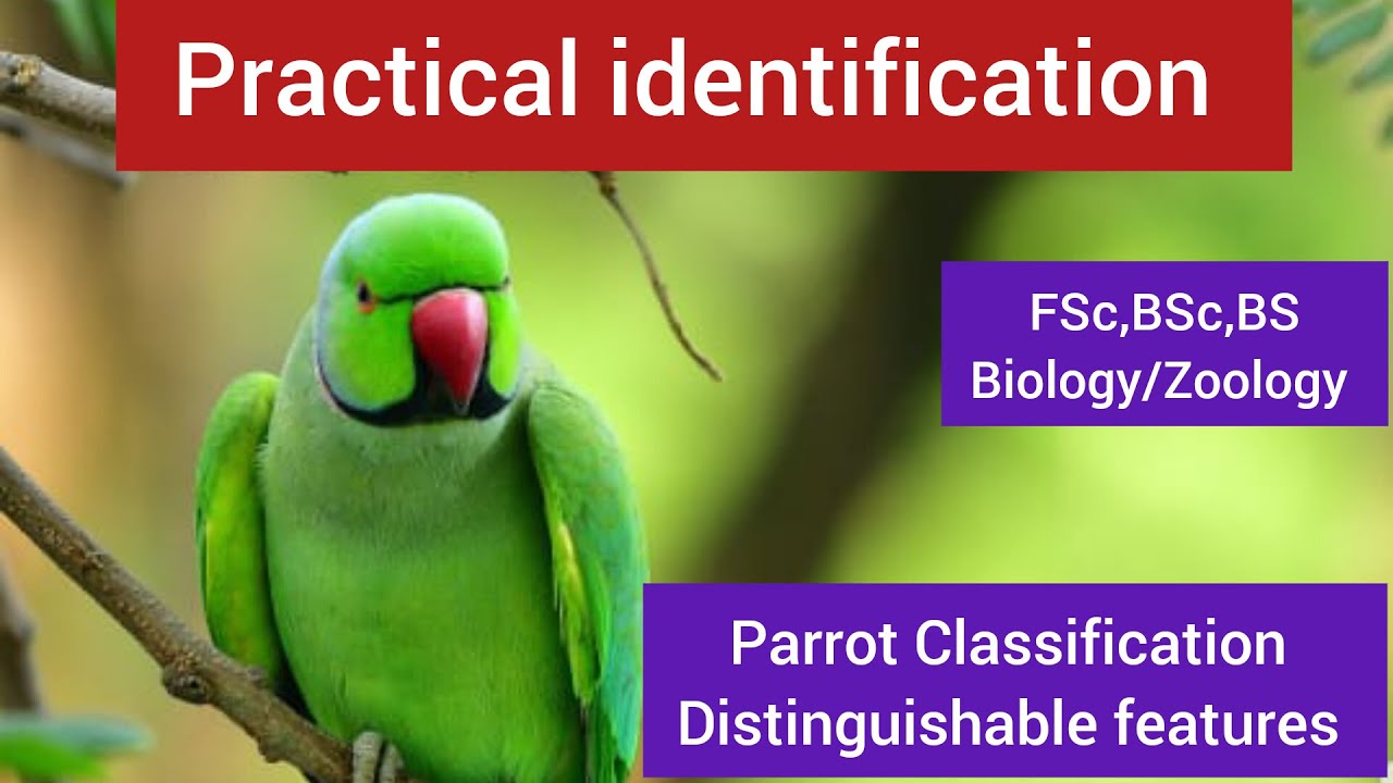 Parrot distinguishable features|Parrot  characteristics|Parrot Classification|Parrot facts