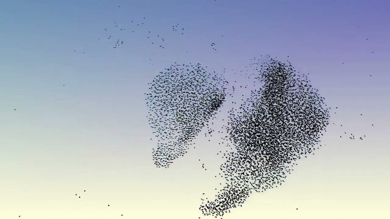 Flock2: A model for orientation-based social flocking