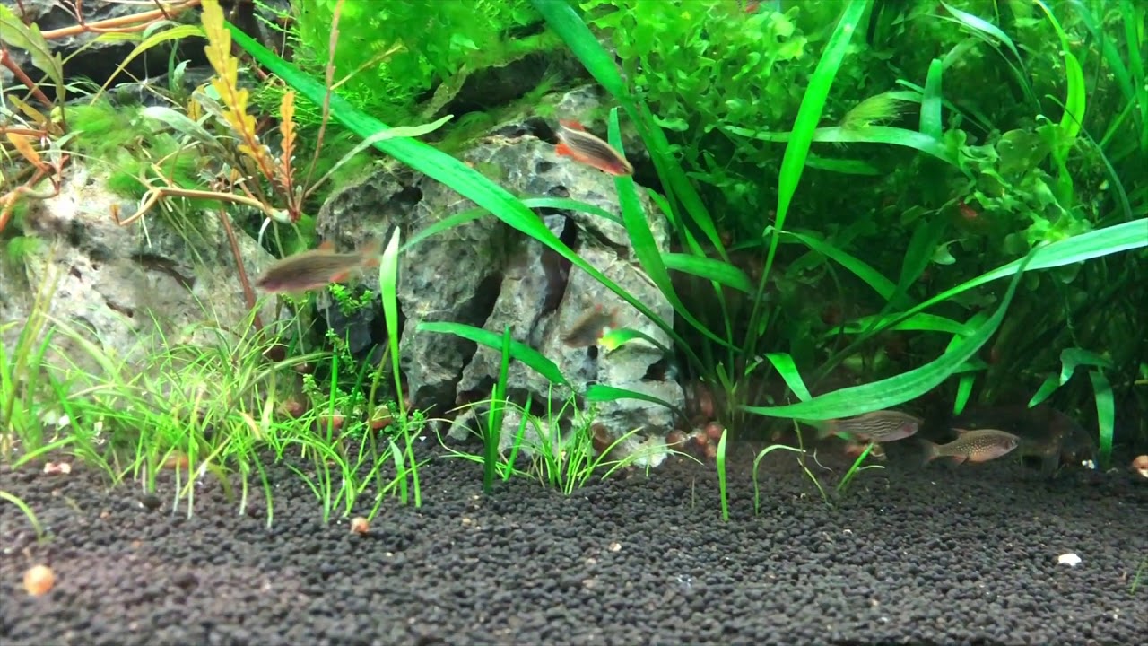 EHEIM PROXIMA 250 HD