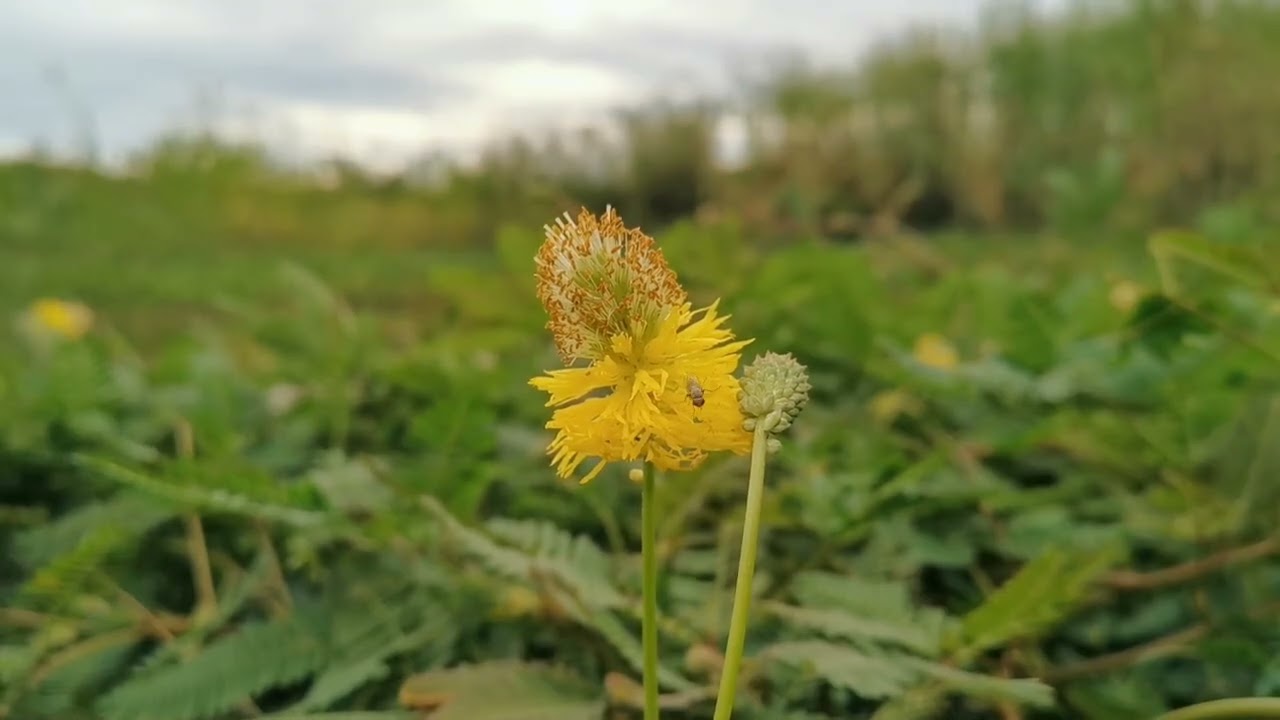 Relaxing Nature: Dandelion flower for Sleep and Calm