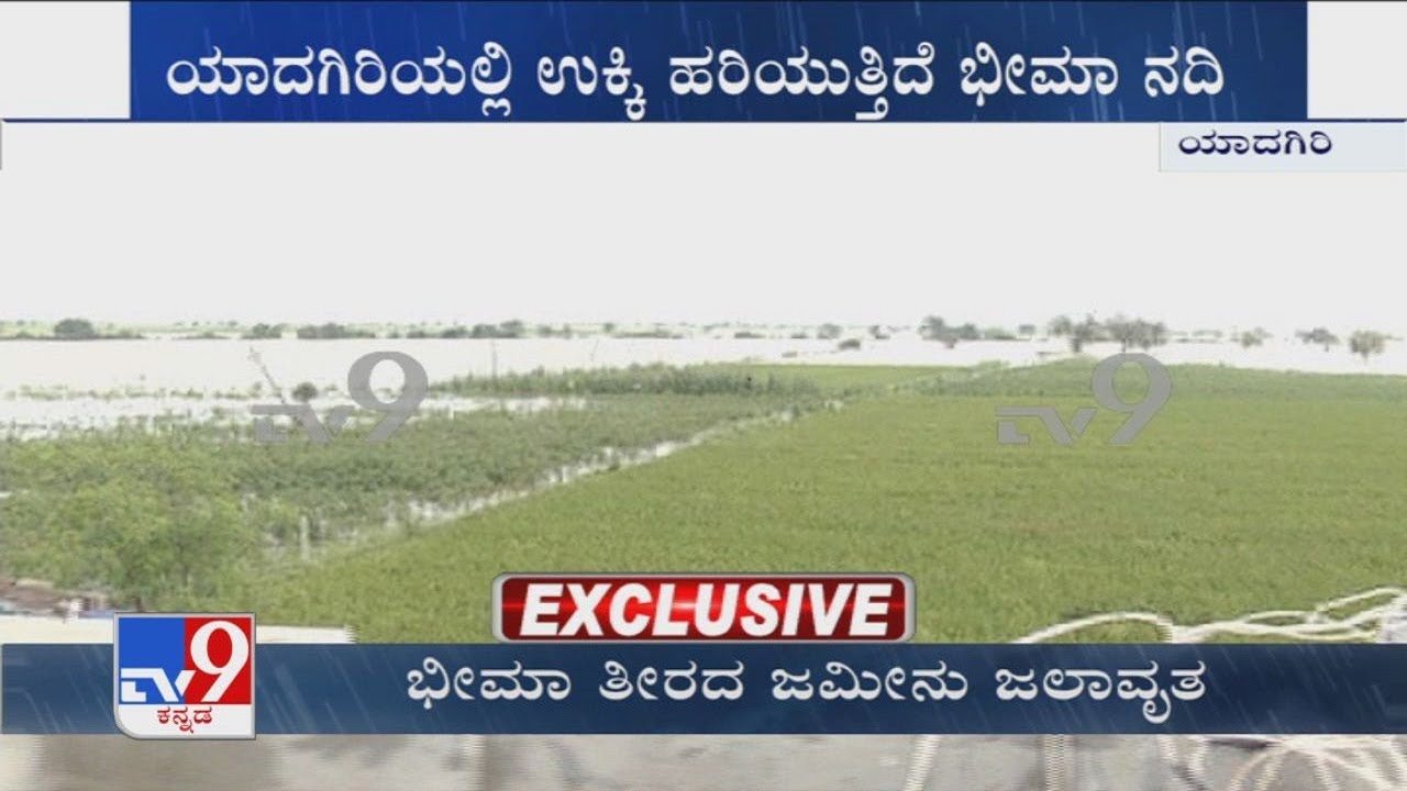Yadgir: Raging Bhima river destroys thousands of acres of crops in the river basin