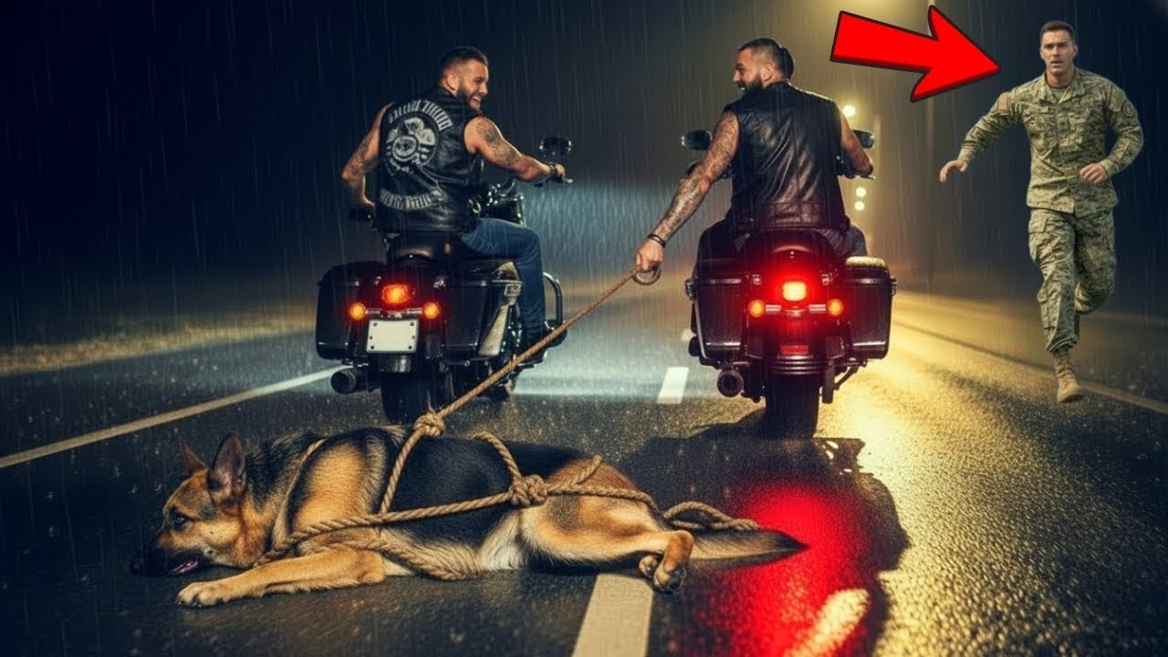 Thug Bikers Dragged a Frail German Shepherd in the Rain — Until a Navy SEAL & k9 Stepped Forward