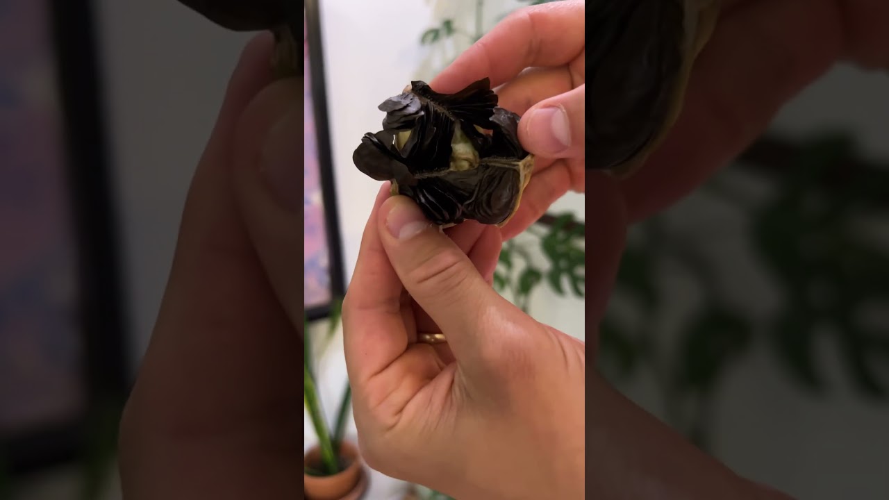 Harvest time of my Amaryllis hybrid seeds! #hippeastrum #houseplants #shorts #youtubeshorts