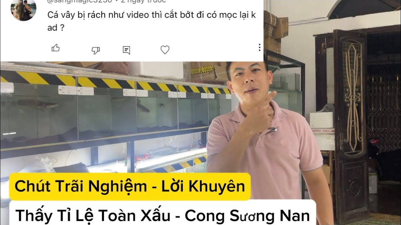 Trả Lời Bình Luận Tập 3 : Cá vây bị rách cắt bớt đi có mọc lại không ?