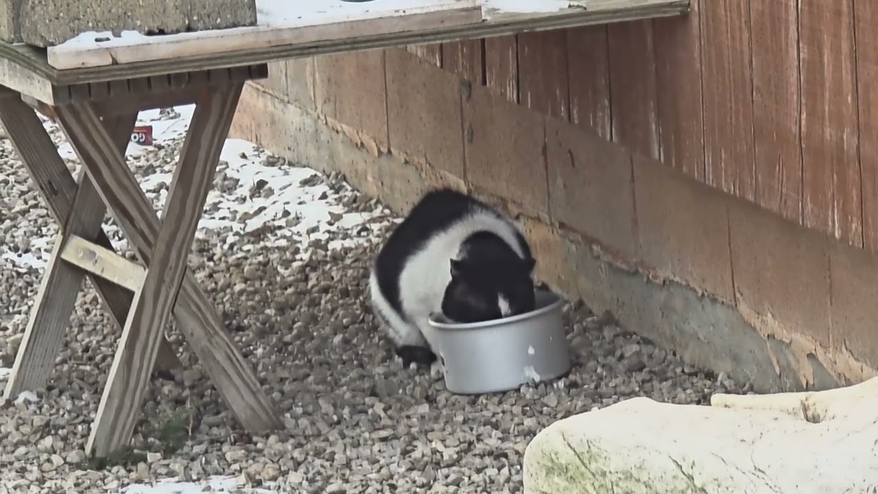 The Cat Eats